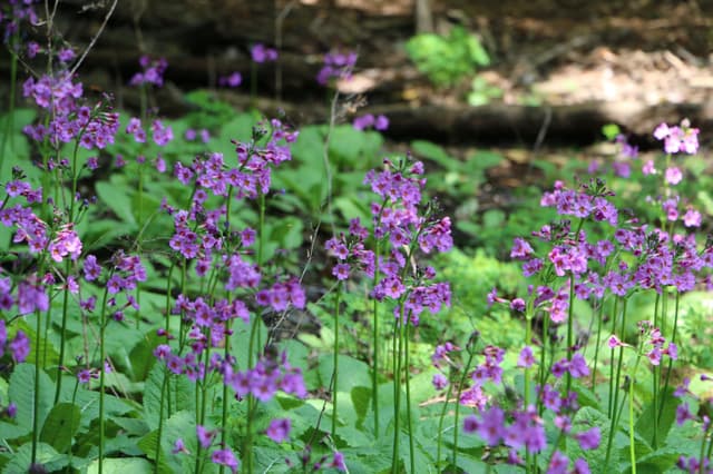 Japanese Primrose Observation Tour  