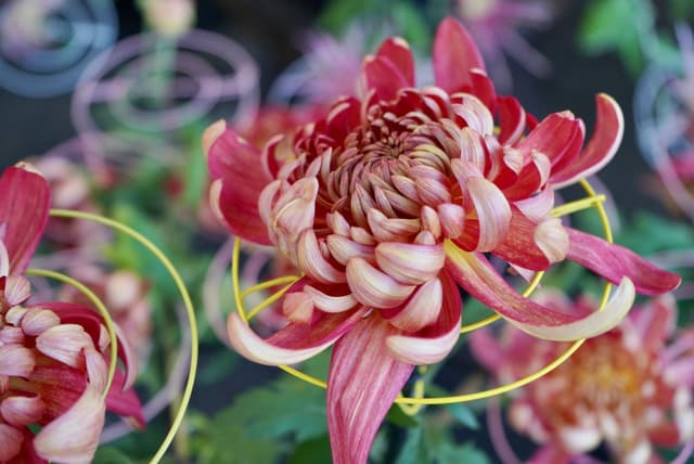 Tambasasayama Chrysanthemum Exhibition