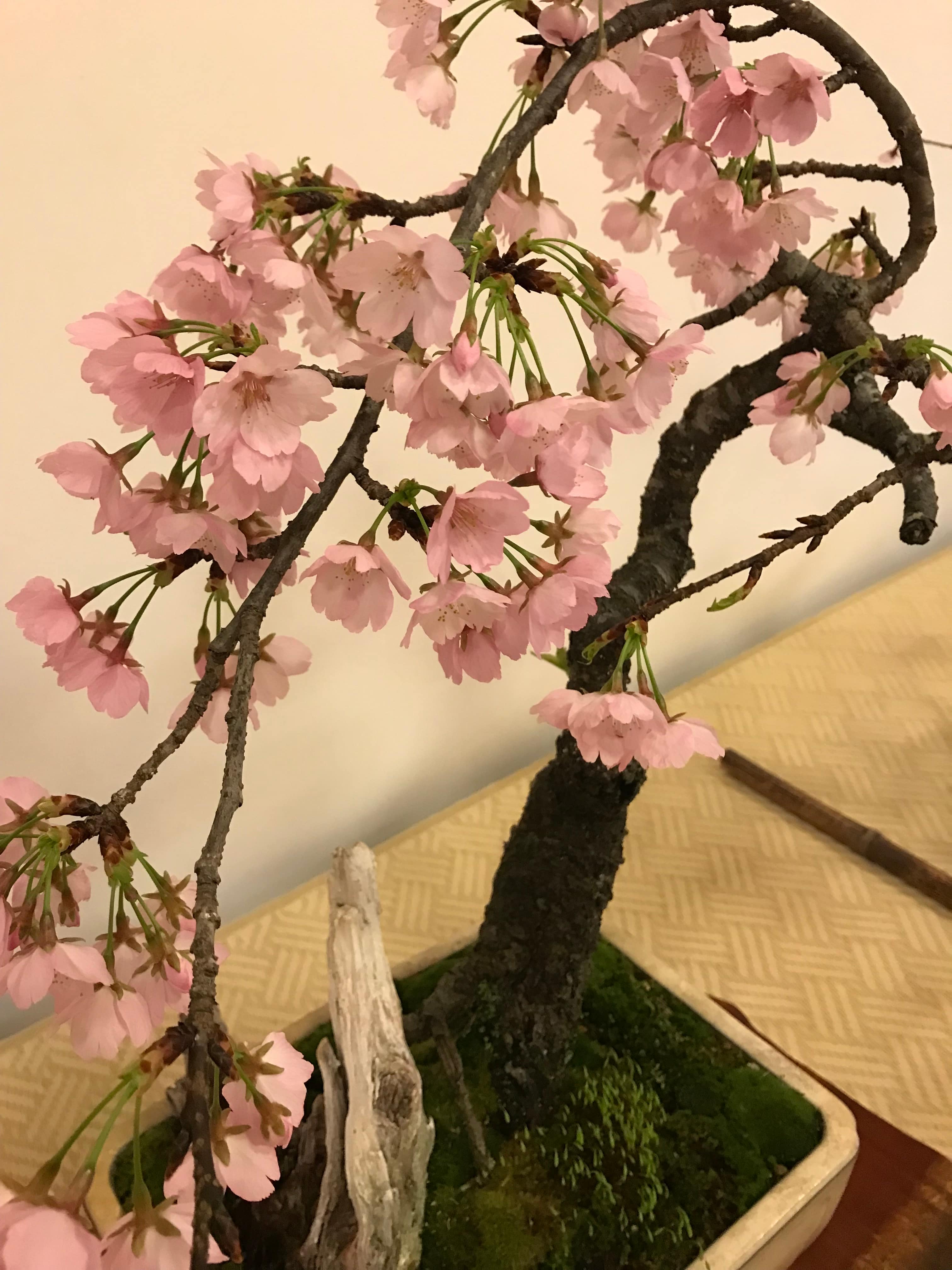 盆桜展