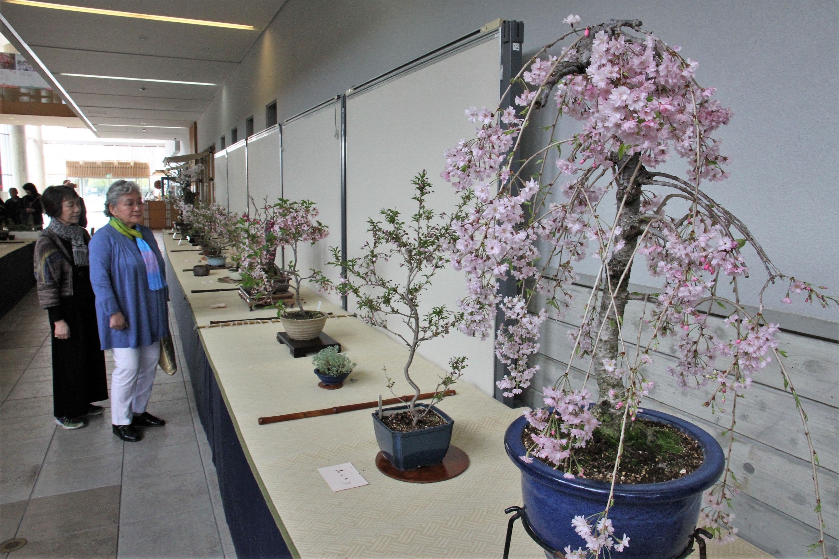 Tambasasayama World Expo Commemorative Project: 31st Tambasasayama Bon Sakura Exhibition