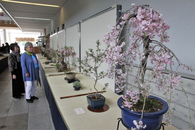丹波篠山国際博記念事業 第31回丹波篠山盆桜展
