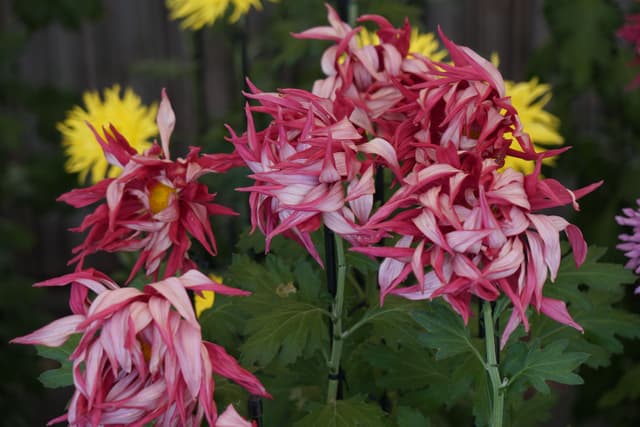 The 23rd Tambasasayama Chrysanthemum Exhibition