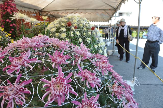 丹波篠山菊花展
