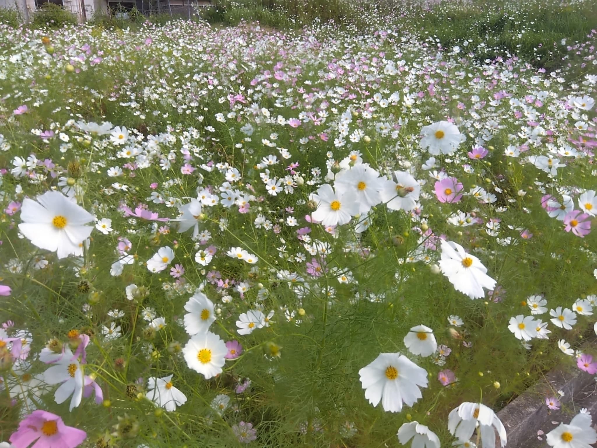 今田コスモス園 ベストウィーク