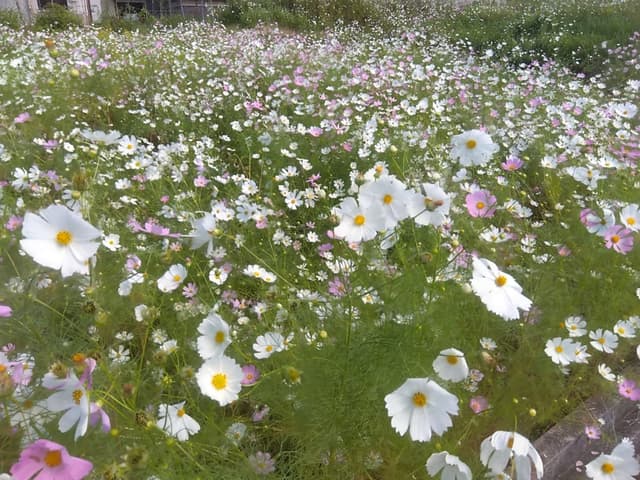 今田コスモス園 ベストウィーク