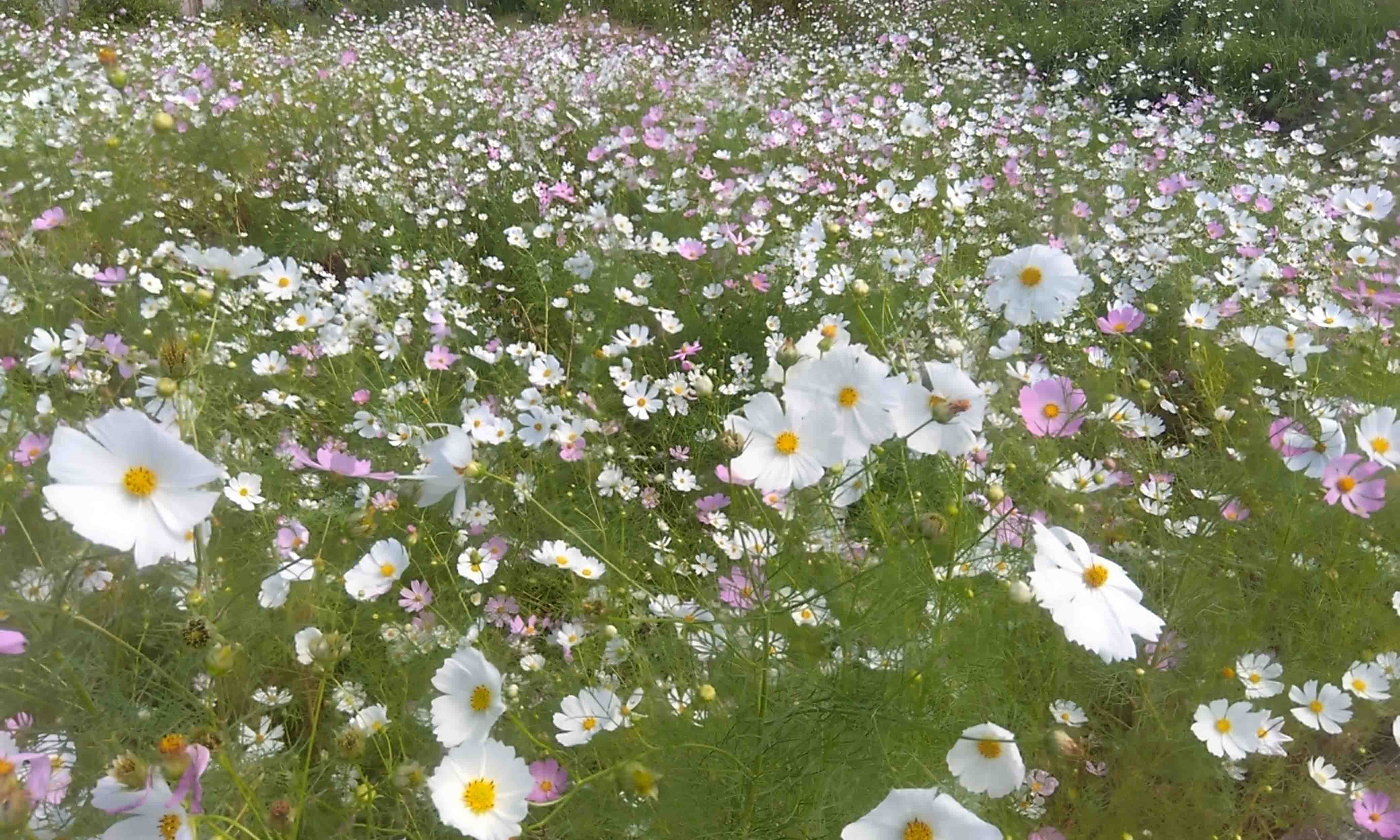 今田コスモス園 ベストウィーク