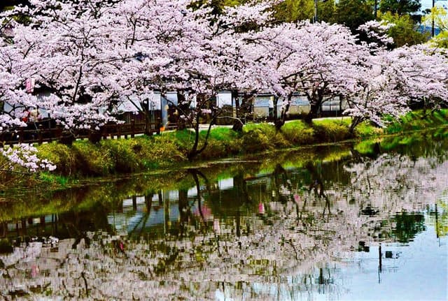 Tambasasayama Sakura Walk