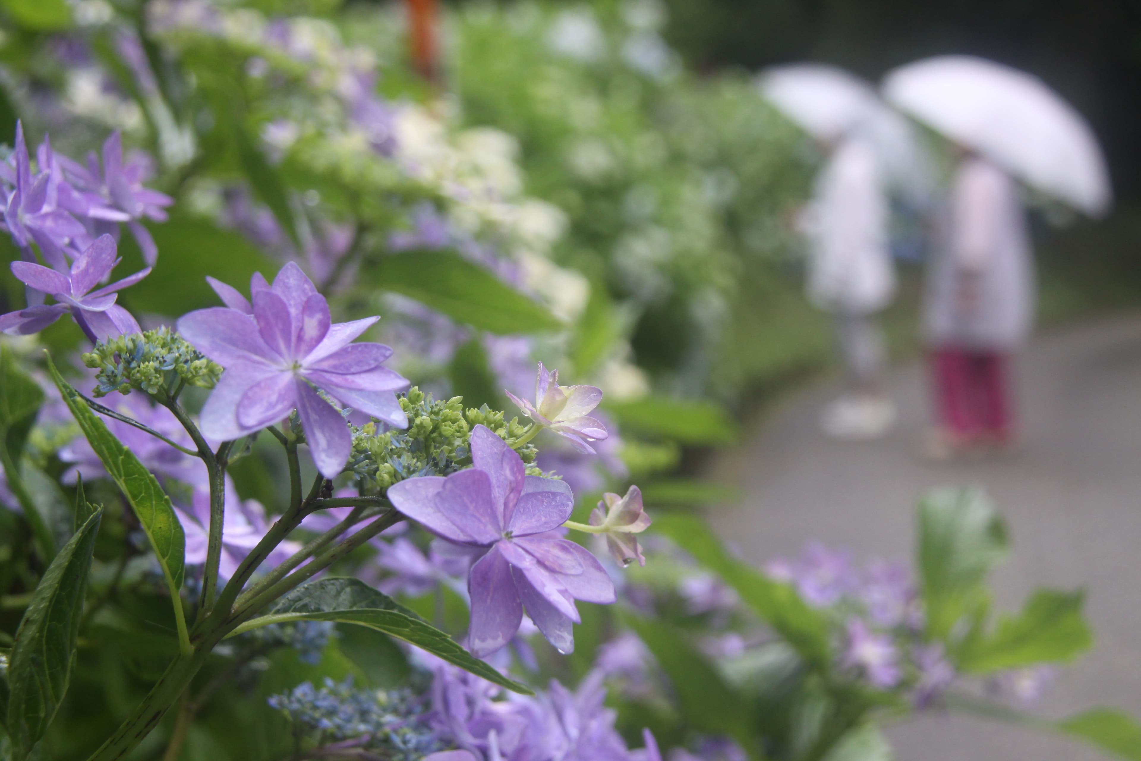 文保寺紫陽花ビュー