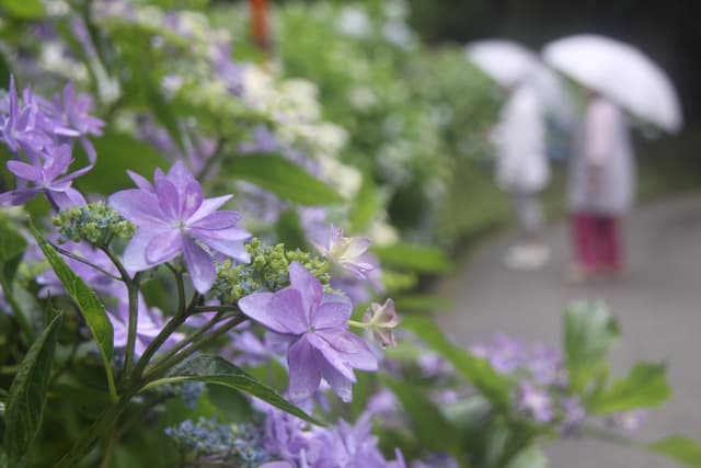 文保寺紫陽花ビュー