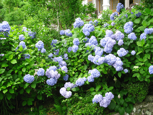 Kouzouji Hydrangea Festival