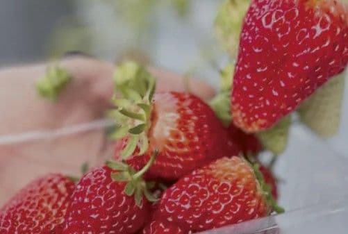 【梅田発着】丹波篠山手作りジャム体験・工場直売といちご狩り食べ放題日帰りツアー