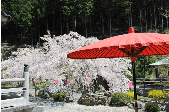 kouzouji Cherry Blossom Festival