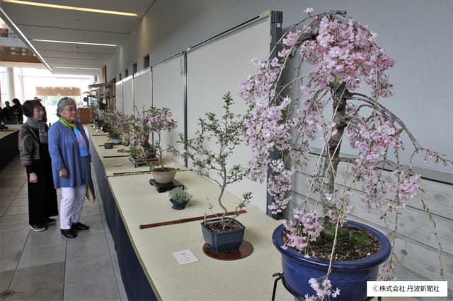 盆桜展