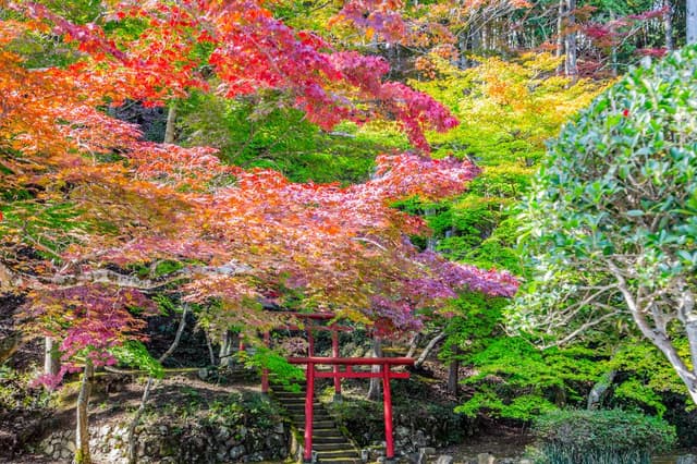 丹波篠山 紅葉バスツアー -重森三玲の名園を訪ねる-