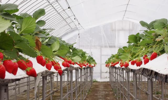 丹波たぶち農場