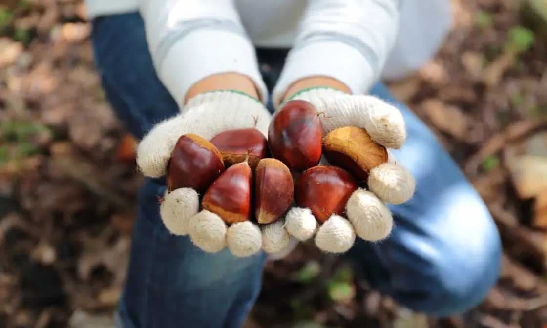丹波篠山 森口栗園